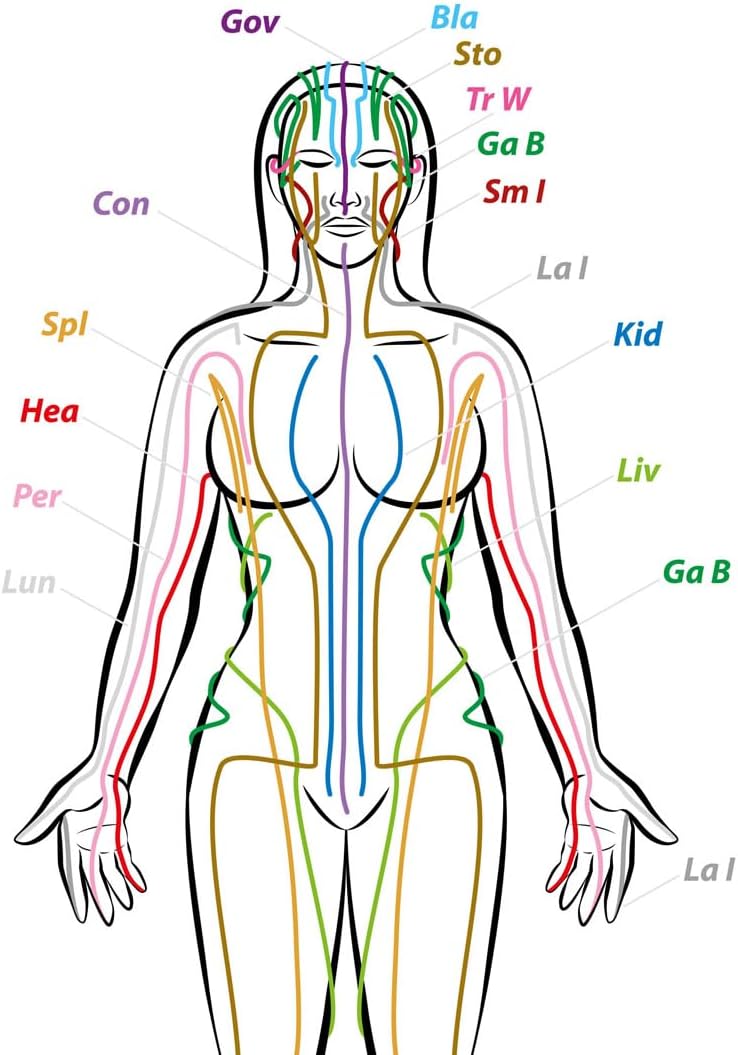 24"x36" Anatomy of Human Body Photographic Print Poster Meridians body Qi chinese medicine TCM acupuncture flow【Plane Coated Paper】