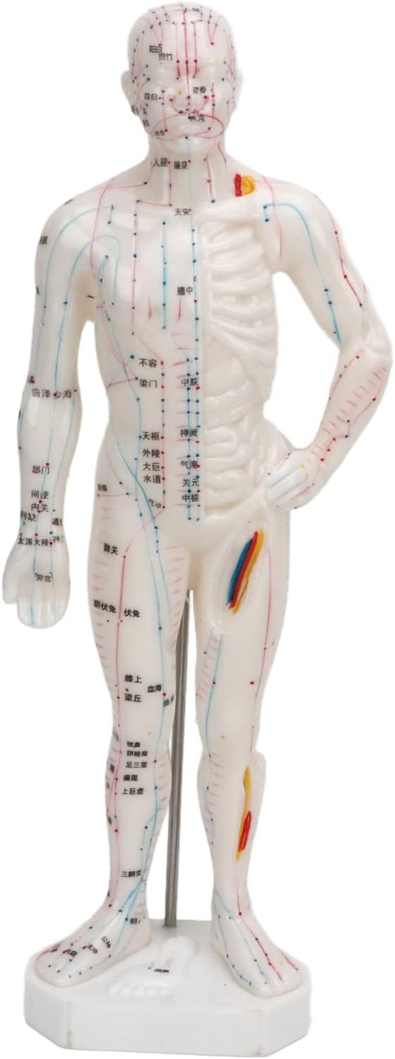 Body Acupuncture Model, Professional Meridian Point Model Human Body Acupuncture Model for Chinese Medicine Teaching Acupuncture Massage Lettering Crafts