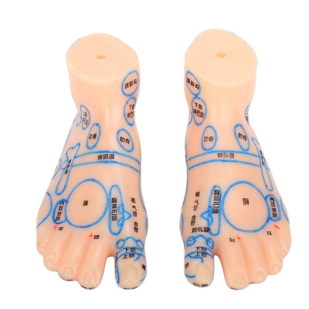 1 Pair of Human Feet Acupoint Model Feet Massage Acupuncture Acupoint Model Teaching Tool