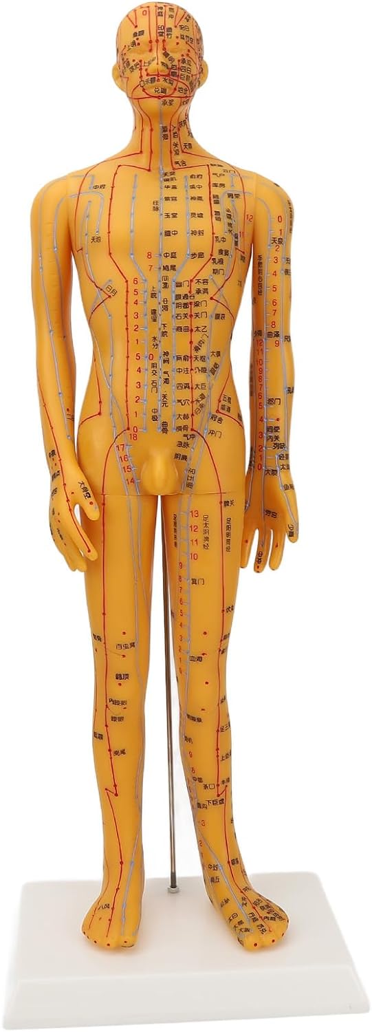 53cm Human Body Acupuncture Model, Male Pressure Point, Chinese Medicine Teaching Acupoint Mannequin Pressure Point Acupuncture Model