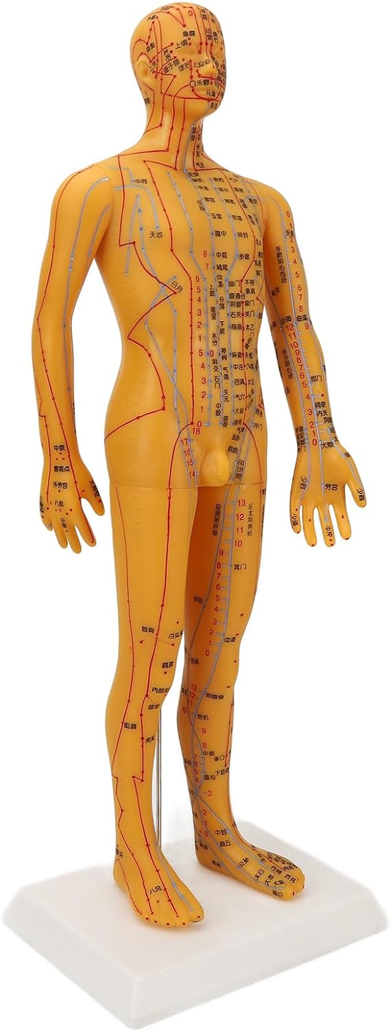 Acupoint Body Model, 53cm Human Body Acupuncture Model Man Chinese Medicine Teaching Tool Acupoint Mannequin Pressure Point Acupuncture Model Pressure Point and Meridians Model Education