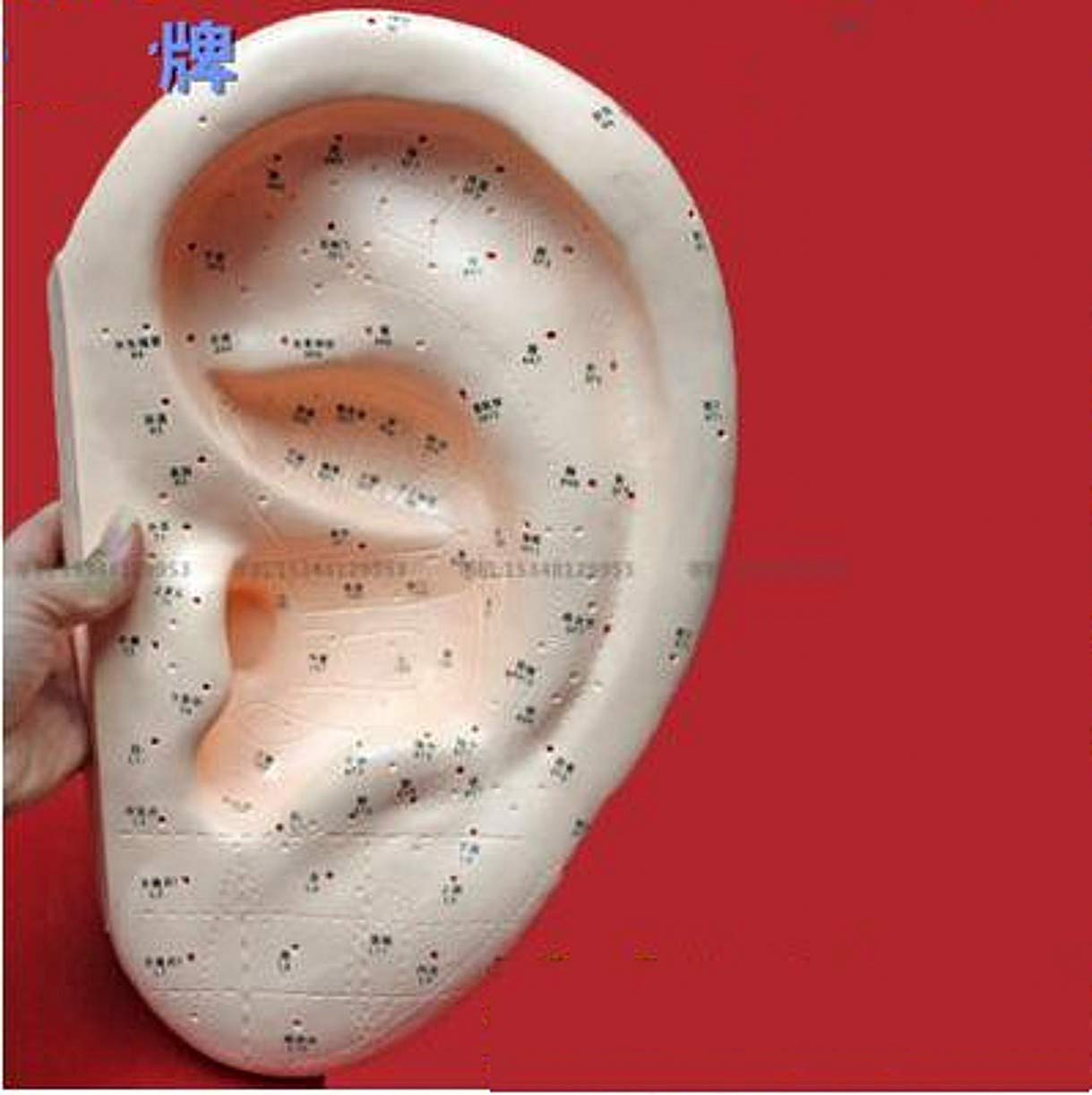 Ear Zone Model Ear Reflex Zone Massage Model - Human Acupuncture Model - 40Cm Large Ear Acupuncture Model - for Learning Human Acupoint Pressure Point and Meridians