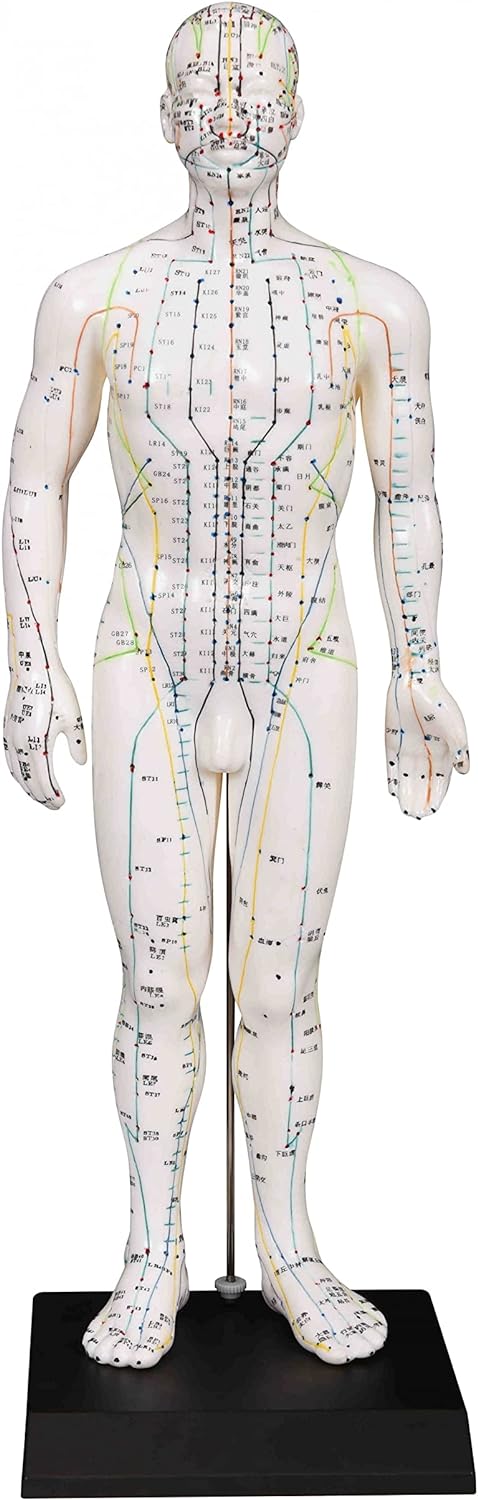 Male Acupuncture Model 20" with Chinese and English Points
